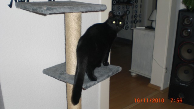 Nismo & Baghira - Mischling - Bottrop