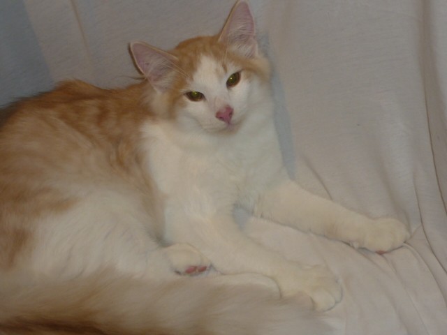 Norwegische Waldkatzen Kater 6 Mo. Reinrassig mit Pap. - Norwegische Waldkatze - straßlach münchen
