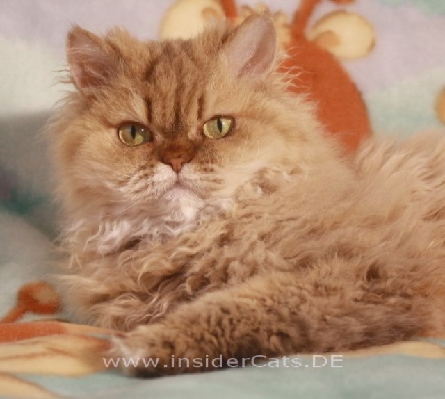 Liebe, anhängliche Katze sucht..... - Selkirk Rex - vogtländisches oberland