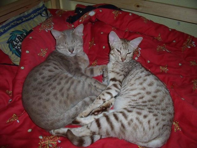Rarität ! Superschöne Ocicat-Kitten !!! - Katzen Sonstige - Remscheid