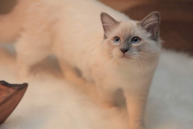  RAGDOLL TEENAGER - Ragdoll -  Bendorf (Rheinland-Pfalz) 
