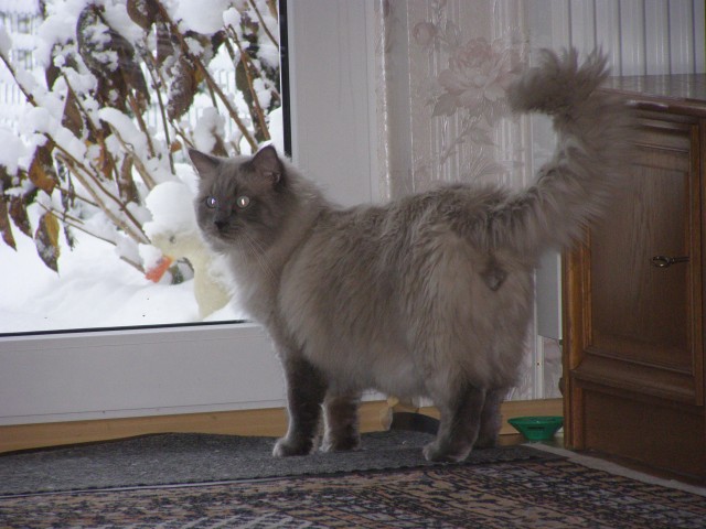 Ragdoll Kater 2j - Ragdoll - Münster