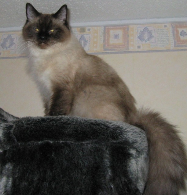 RAGDOLL KATZE - NOT ABGABE - Ragdoll - Bendorf (Rheinland-Pfalz)