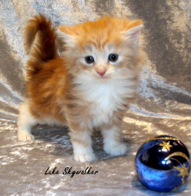 Norwegische Waldkatzenbabys - Norwegische Waldkatze - Syke
