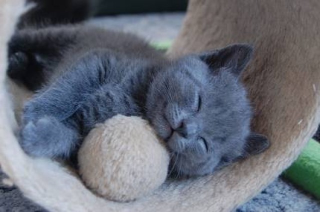 Reinrassige Chartreux Kartäuser Kitten - Kartaeuser - Bobingen