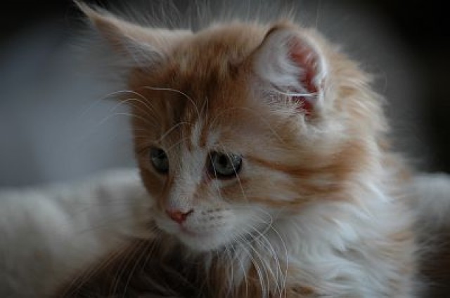 Supersüßes Maine-Coon-Katerchen - Maine Coon - Waischenfeld 