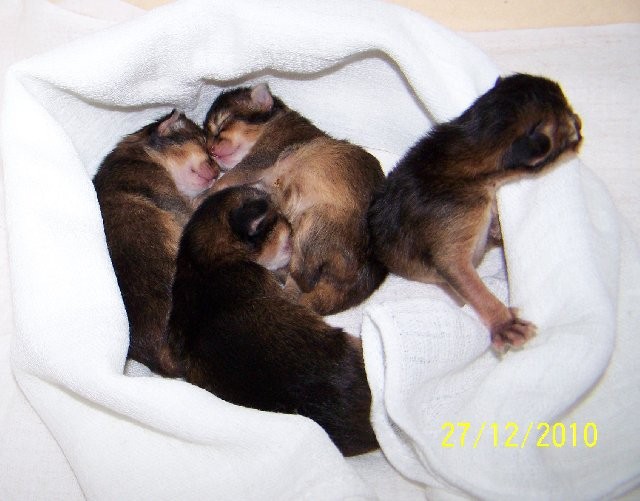 3 / 1 Abessinier Kitten in ruddy ab März 2011 abzugeben - Abessinier - Holle-Grasdorf