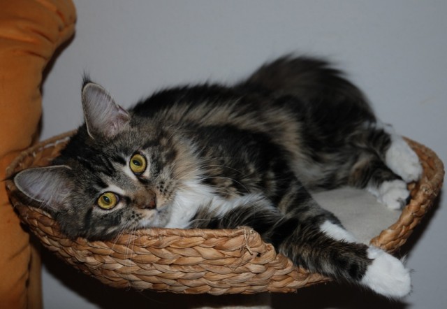 Wunderschönes Maine Coon Mädchen abzugeben... - Maine Coon -  Bad Griesbach