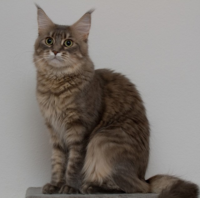 Schmusige, spielfreudige Maine Coon Kastratin ist auf der Suche... - Maine Coon -  Bad Griesbach