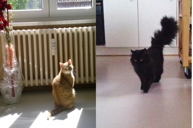 Katze und Kater abzugeben - Freigaenger - Weyher