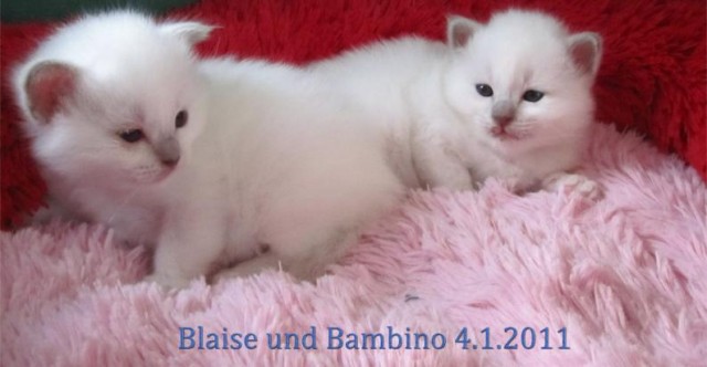 Bezaubernde Heilige Birma Kitten - Birma - Braunschweig