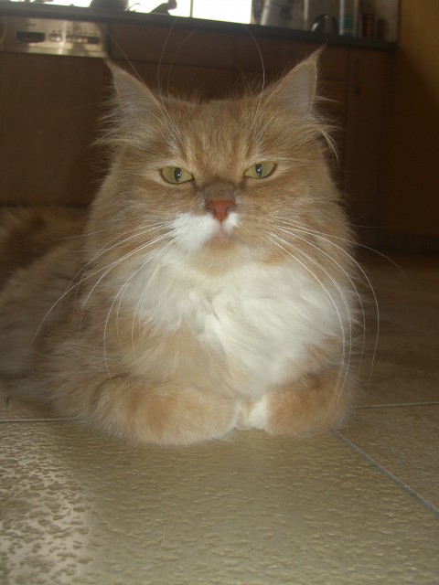 1,5jähriger Perser-Mischling - Mischling - Buttenwiesen