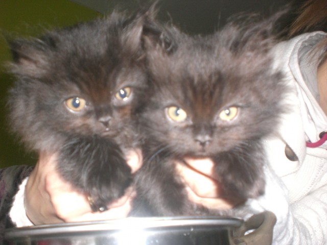 3 wunderschöne perser babys mit nase - Angora - leipzig