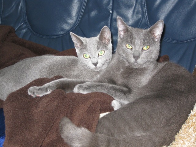 Russisch blau Kater - Deckkater - Porta Westfalica