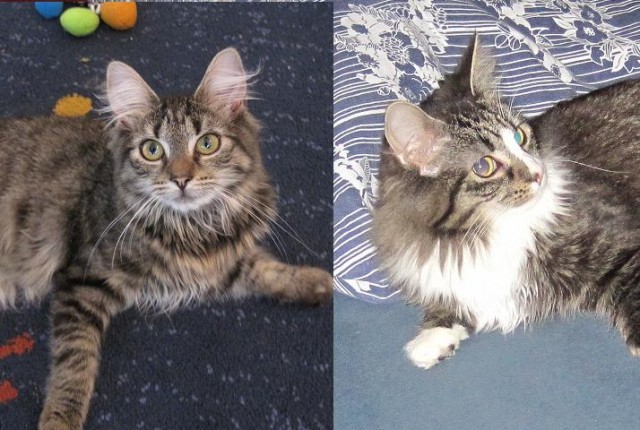 Maine Coon Geschwisterpaar (M/W) umständehalber abzugeben - Maine Coon - Südlohn / Oeding