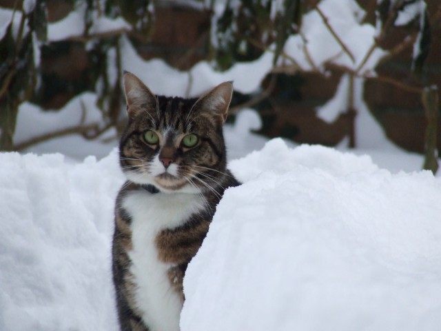 Katze in Kiel in gute Hände kostenlos abzugeben - Freigaenger - Kiel