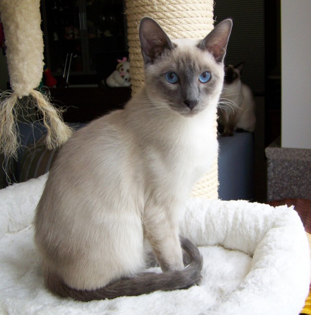Thaikatzen der Cattery Thai de Cologne - Thai - Wesseling