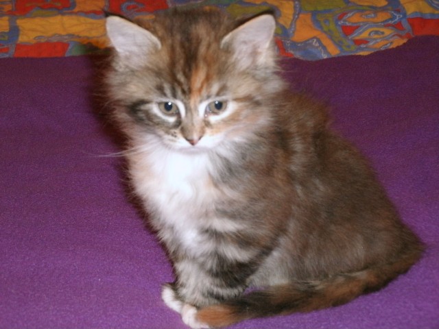 Maine Coon Babys abzugeben - Maine Coon - Niederkassel