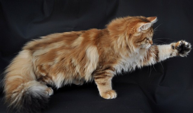 Sibirische Katzenabys, golden and black tabby - Sibirische Katze - Wroclaw