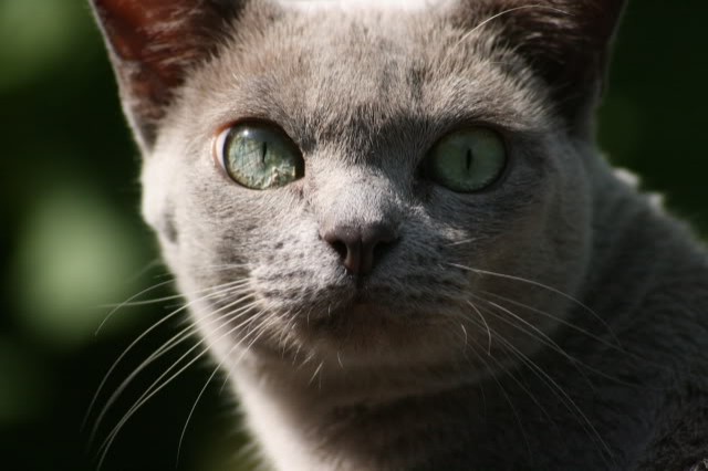 Biete Burma Burmesen Katze kastriert 5 J. Farbe lilac total verschmust - Burma - Wittmund