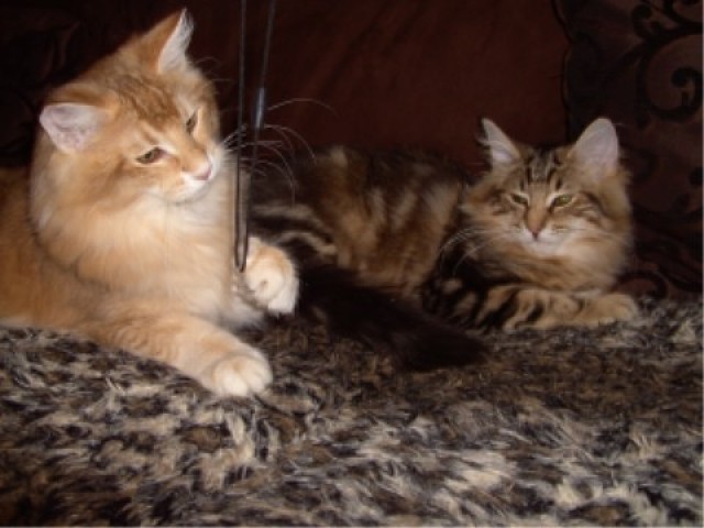 2 Süße verschmußte Norwegische Waldkatzchen in tollen Farben ! - Norwegische Waldkatze - Wetter