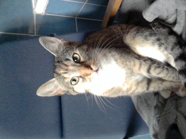 Dringend neues zuhaus gesucht - Katzen Sonstige - vienenburg