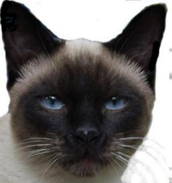 Siam Deckkater - Deckkater - 