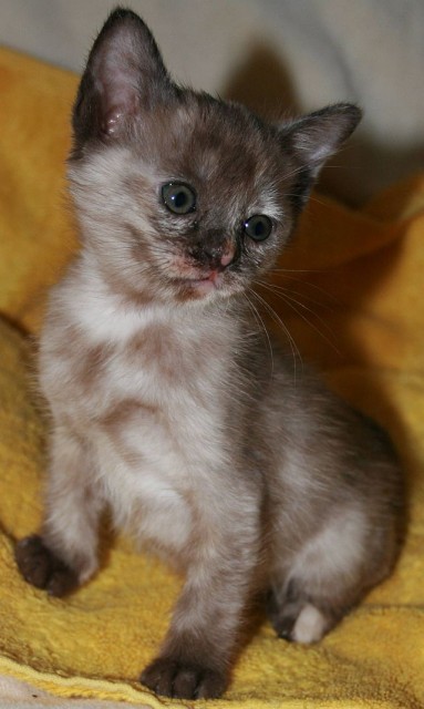 Burmakitten wunderschöne Unikate - Burma - Bocholt