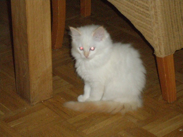 Reinrassige Ragdoll s - Ragdoll - Düsseldorf