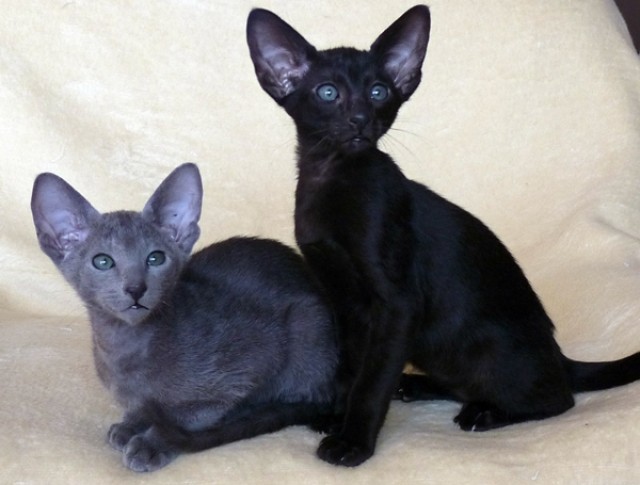 OKH Kitten - Orientalische Kurzhaar - Celle
