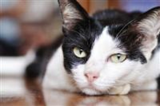 Wie wichtig ist Ihnen Ihr Haustier? - Katzen Zubehoer - Bisterschied