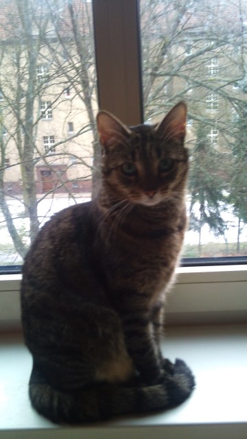 Zu Verschenken...Katzen suchen ein neues zu Hause!!! - Hauskatzen - Berlin