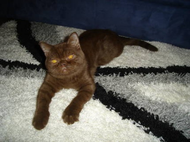 BKH Kater in schoko Farbe - British Kurzhaar - Kehl