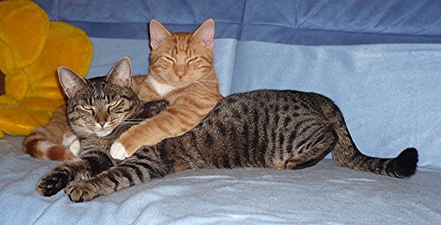 Katze und Kater abzugeben - suchen dringend aus gesundheitlichen Gründen neue * - Hauskatzen - Schwentinental OT Raisdorf