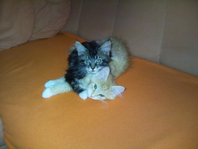 Maine Coon Pärchen - Maine Coon - Bergen