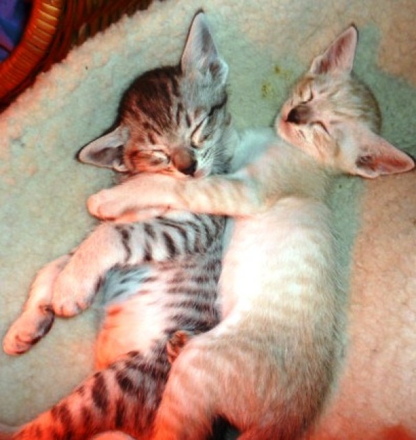 Weak in the Knees for Siamese? - Siam - Bruchsal