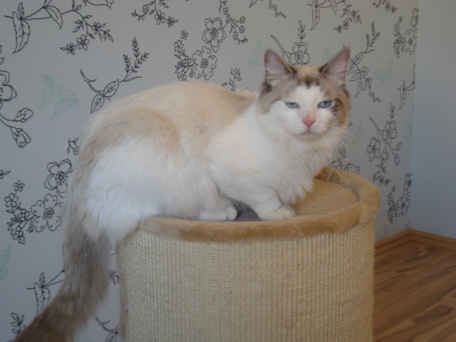 NEVA MASQUARADE KATER - Neva Masquarade - salzkotten scharmede