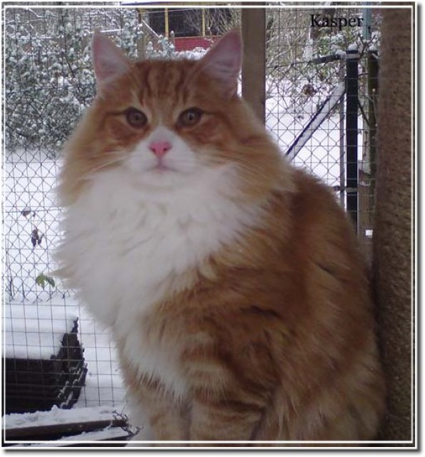 Norwegische Waldkater sucht neues Zuhause - Norwegische Waldkatze - Kiel