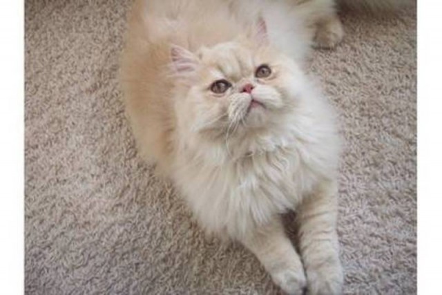 Perser- Deckkater Creme Shaded Cameo (mit Papiere)  - Perser - Hamburg