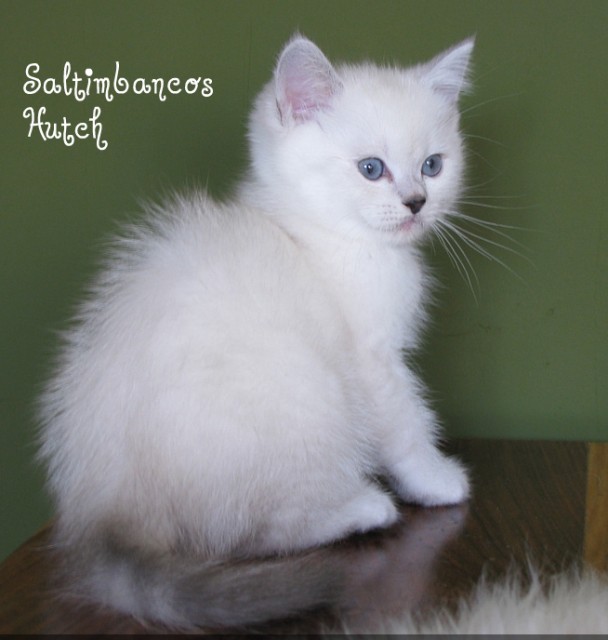 Hutch ist auf der Suche ... - Selkirk Rex - Mannheim