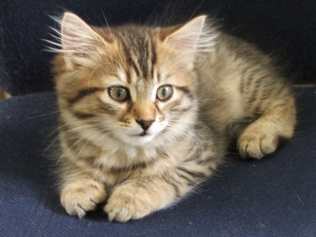 Maine Coon - Maine Coon - Berlin
