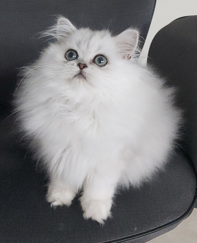 Reinrassige Perserbabys, Perserkitten,  Perserkätzchen chinchilla und Silver Sha - Perser - Rüsselsheim am Main