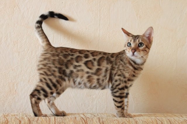 Bengalkatze - Bengal - Berlin