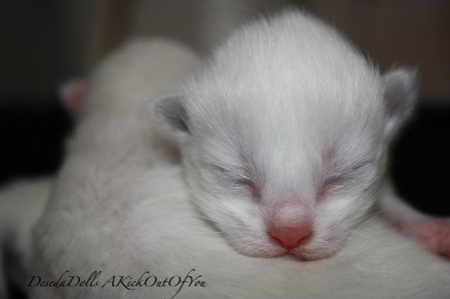 DesedaDolls Ragdolls A-Wurf ist da! - Ragdoll - Berlin