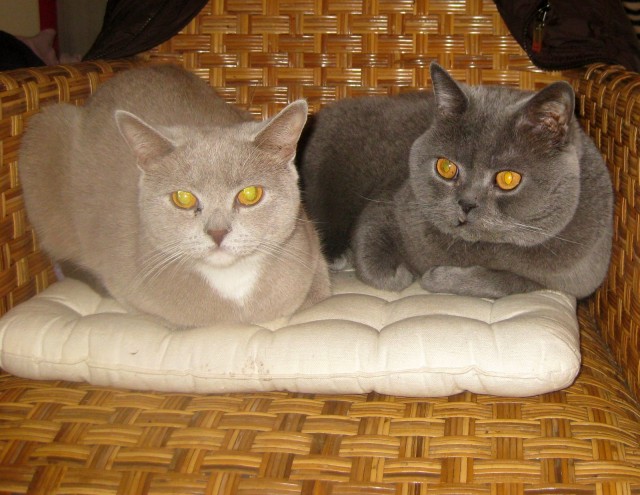 Maja sucht Deckkater - British Kurzhaar - Lohmar