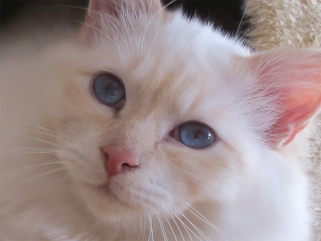 Traumhafter verschmuster Kater sucht neues Heim - Birma - Berlin