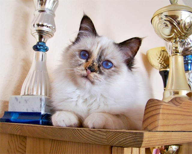 Junge Katzendame braucht ein neues Zuhause - Birma - Berlin