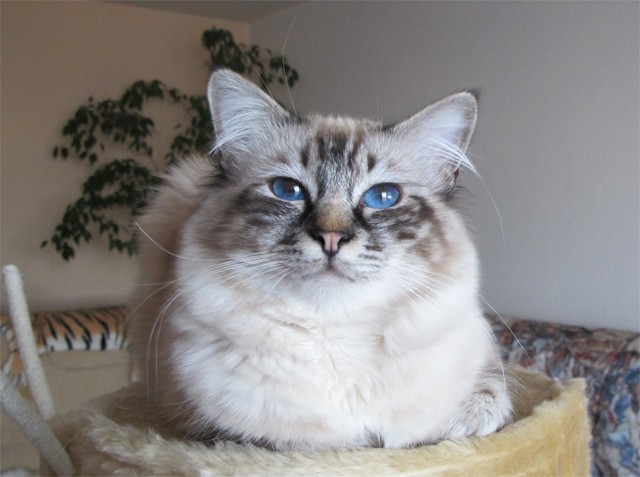 Liebevoller verschmuster Kater sucht ein Heim - Birma - Berlin