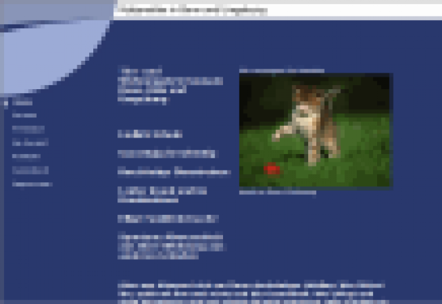 Katzensitter in Bonn  - Katzensitter - Bonn