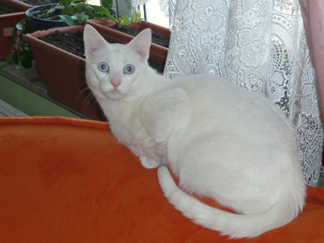 Türkisch Angora Kater sucht Neues Zuhause - Katzen Sonstige - Halle West 